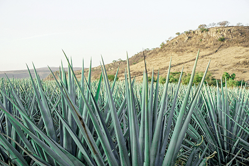 Sembradío de agaves Casa Loy